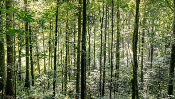 Cleaning with water – how Geberit AquaClean helps to save wood Cleaning with water – how Geberit AquaClean helps to save wood